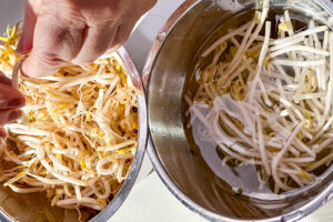 Pad thai – bønnespirer renses